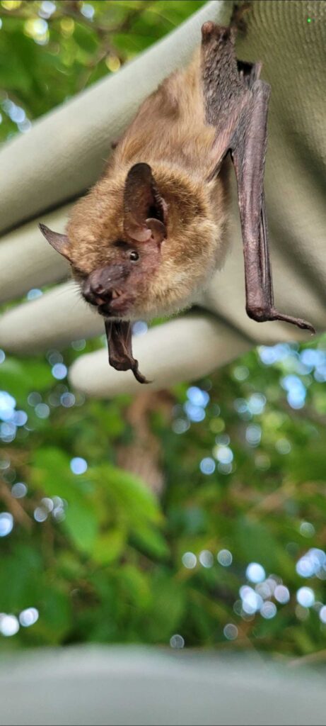 Animal Removal Arbela