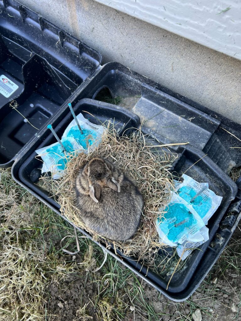 Animal Removal Arbela