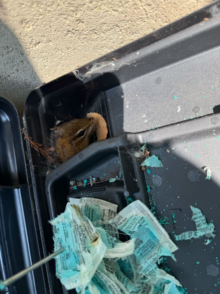 Animal Removal Arbela