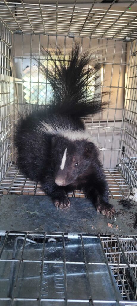 Animal Removal Arbela